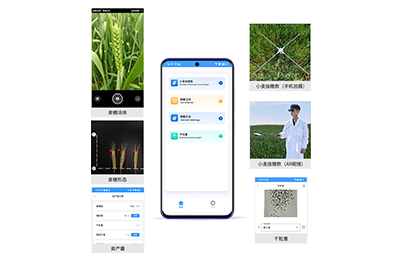 玉溪市小麦亩穗数分析仪IN-XM02